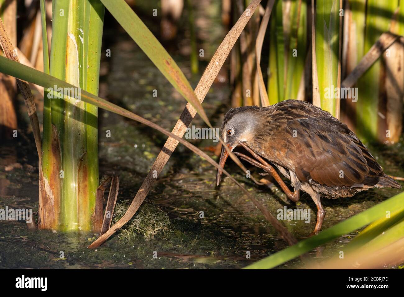 Virginia Rail guado tra canne verdi colorate in palude poco profonde Foto Stock