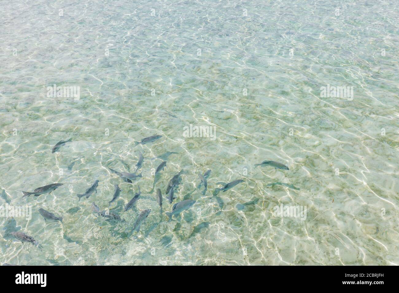 Scuola di pesci in acque poco profonde mare cristallino. Un sacco di piccoli pesci in acque tropicali poco profonde, mare pulito, oceano cristallino Foto Stock