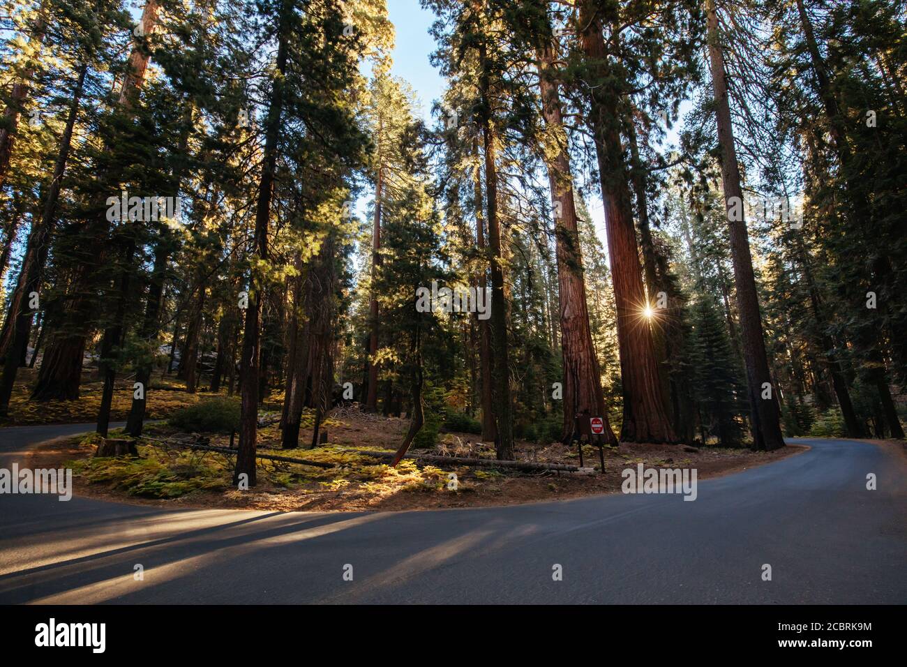 Sequoia National Park a Sunrise California USA Foto Stock