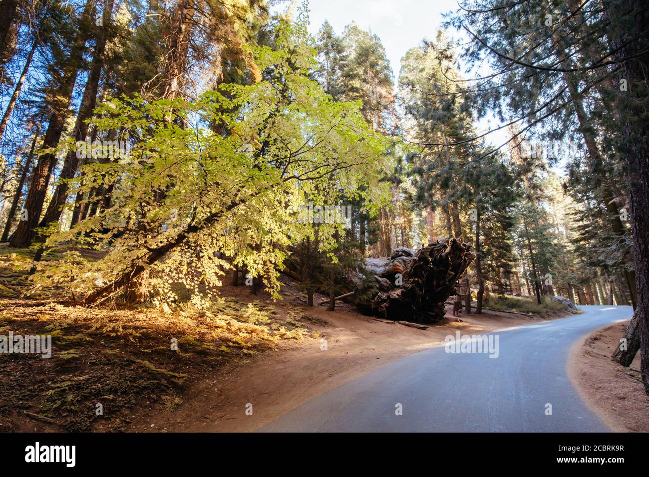 Sequoia National Park a Sunrise California USA Foto Stock