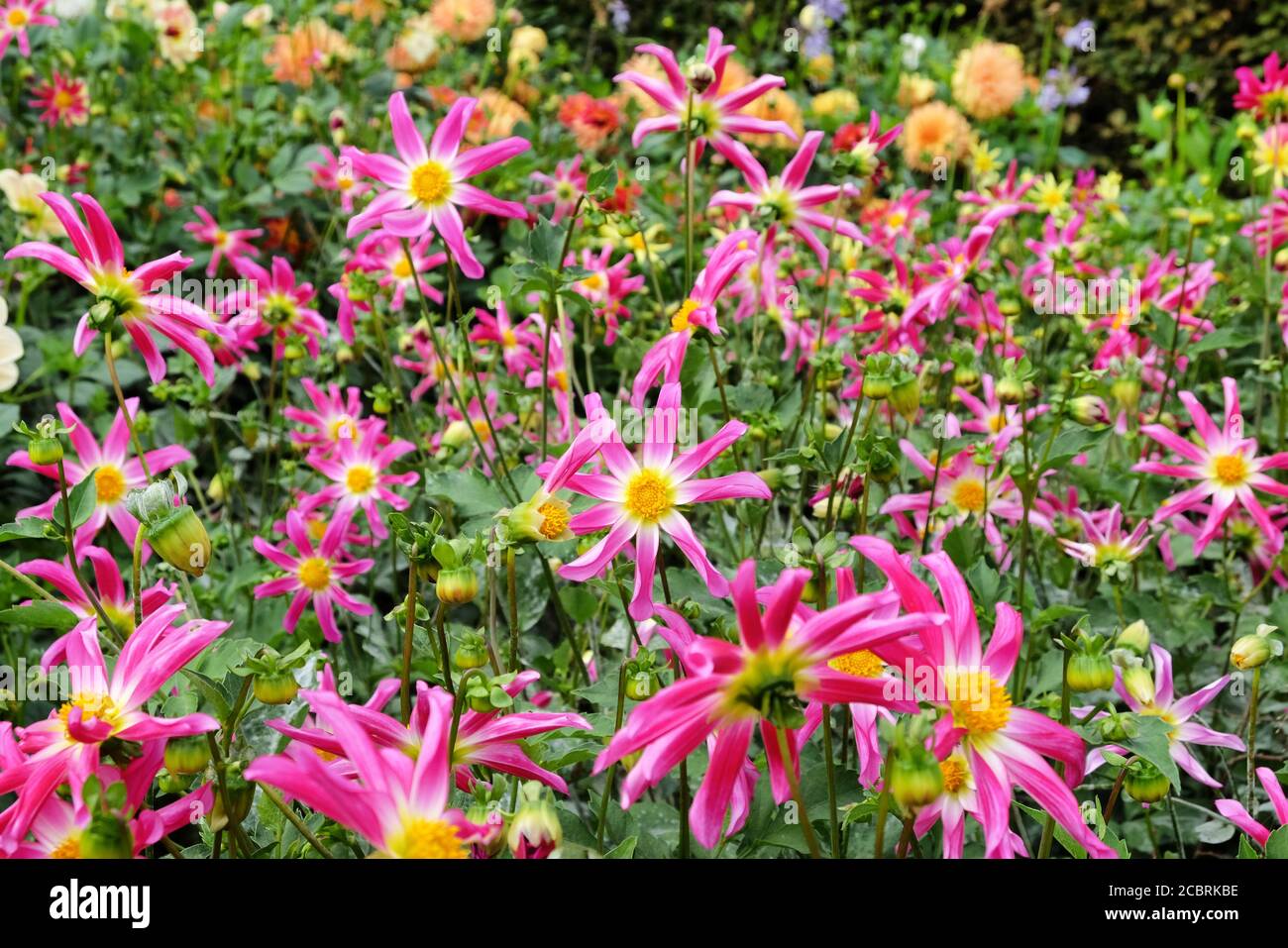 'Honka Rose' orchidea fiore dahlia su sfondo verde Foto Stock