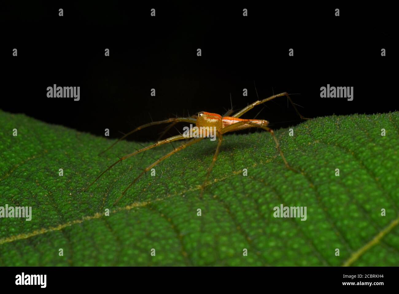 Un ragno lince appollaiato su una foglia Foto Stock