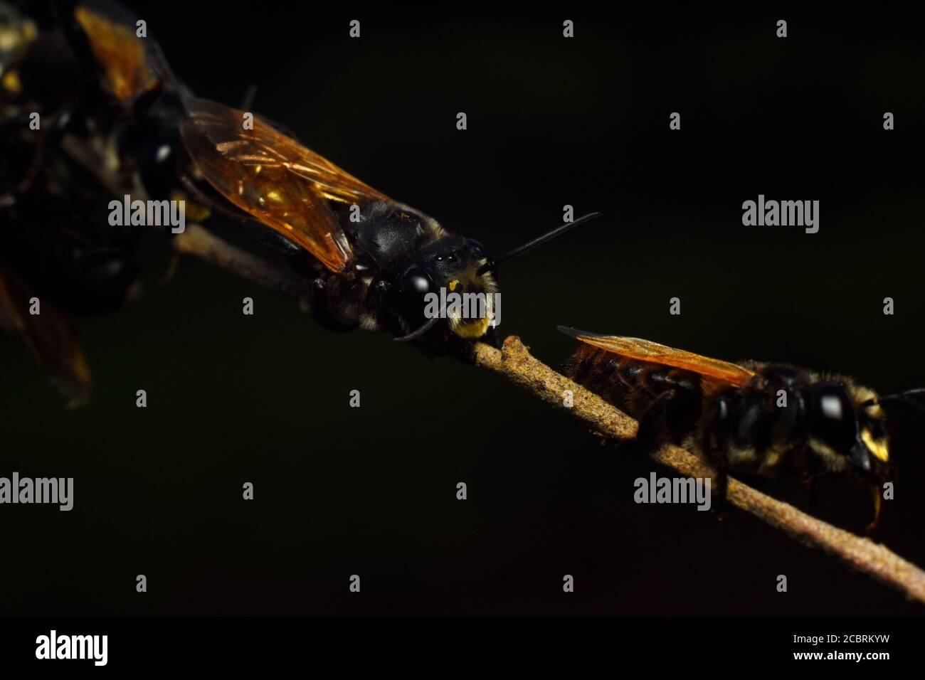 Le api nere morso girano per dormire sopra Foto Stock