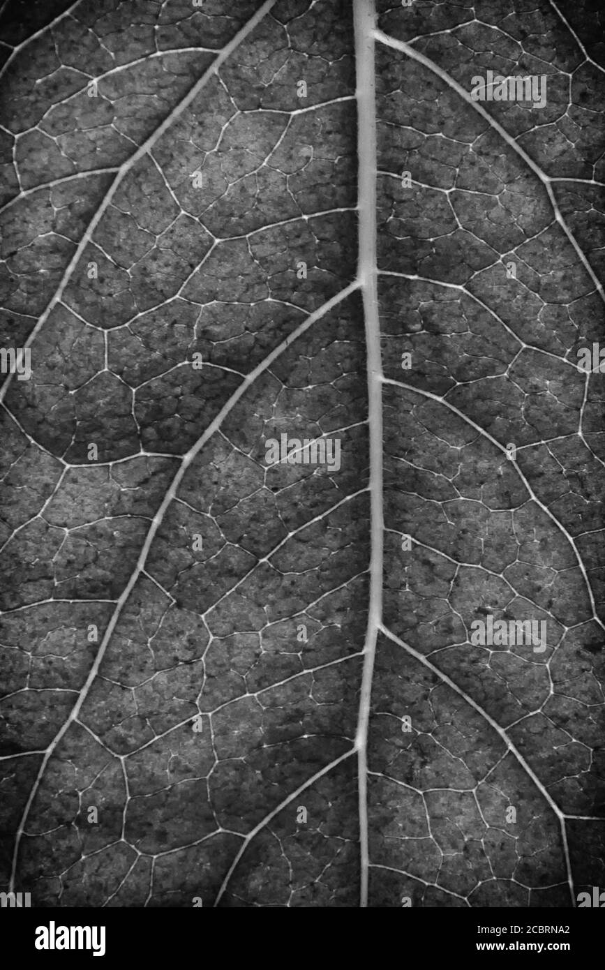 Chiuda il foglia Foto Stock