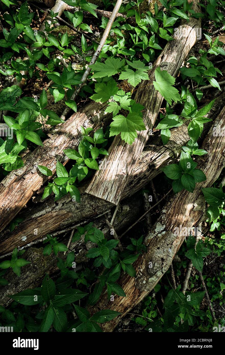 Un habitat di pali di legno su un terreno boscoso gestito Coppiced Hazel. Foto Stock