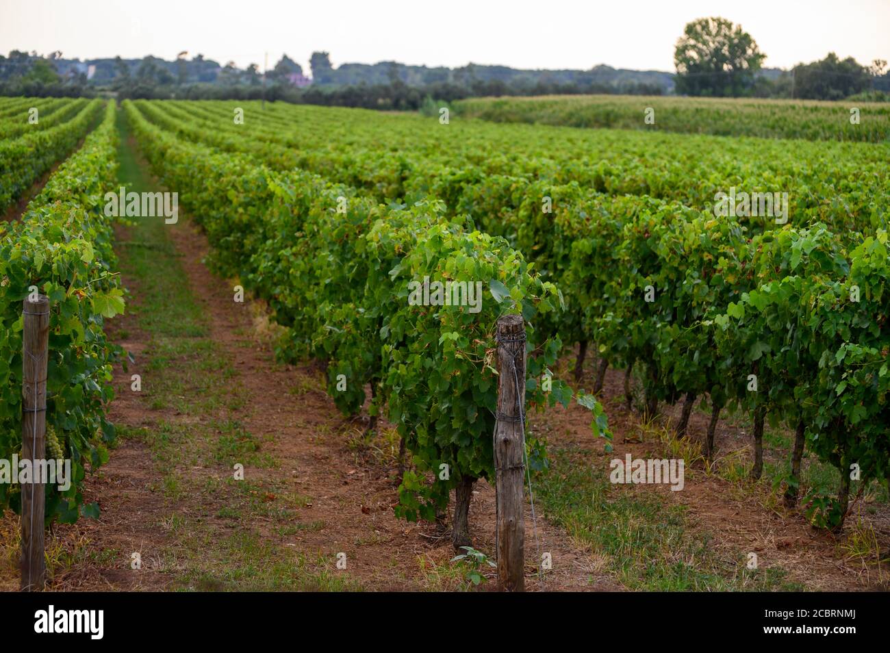 Filari con piante d'uva verde su vigneti in Campania, Sud Italia Foto Stock