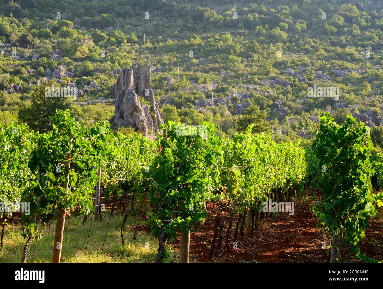 Filari con piante d'uva su vigneti coltivati su terreno rosso in Lazio, Sud Italia in estate Foto Stock