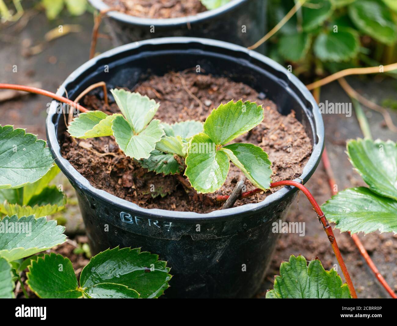 Propagare fragole da runner di piante da radicarli in un pentola Foto Stock