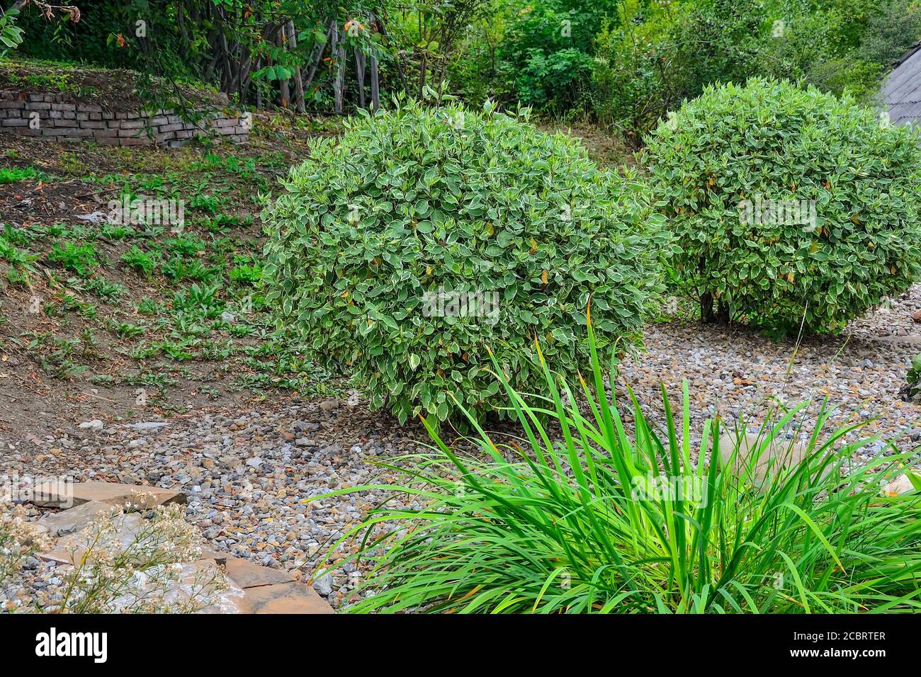 Arbusti ornamentali rotondi di legno di Dogwood variegato (Cornus alba laterale variegata) nel paesaggio del giardino. Cespuglio decorativo con fogliame variegato - whit Foto Stock