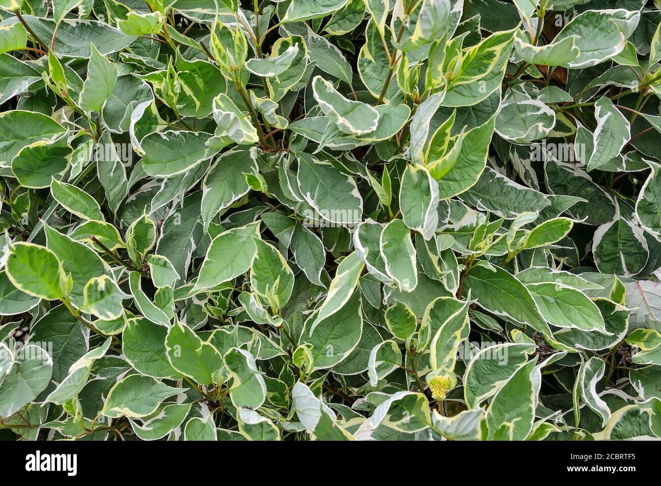 Foglie di arbusto ornamentale variegato Dogwood (Cornus alba siderica variegata) primo piano. Cespuglio decorativo con fogliame variegato - bordi bianchi Foto Stock