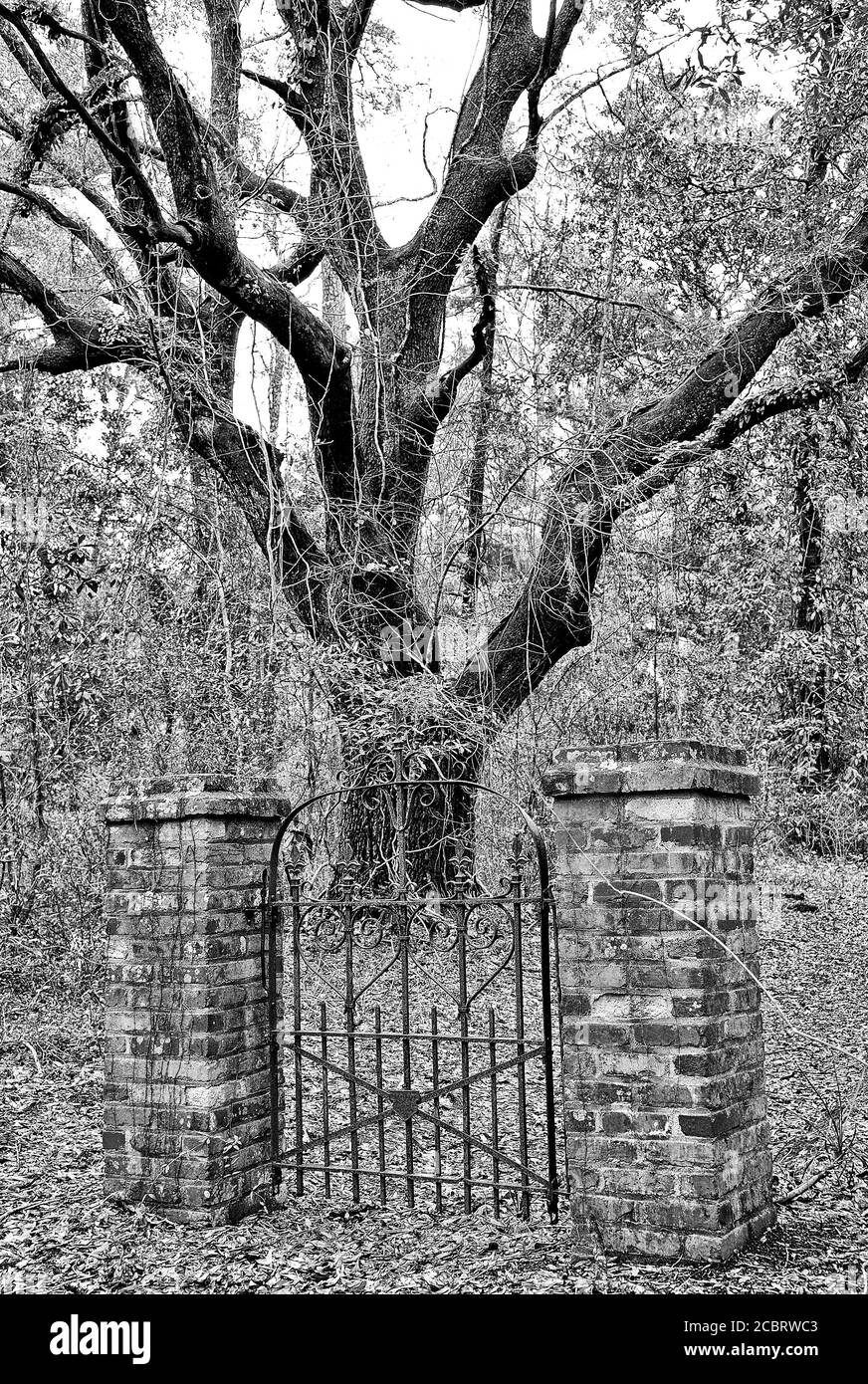 Una misteriosa porta di ferro vecchia nel mezzo del Boschi che portano a No dove Foto Stock