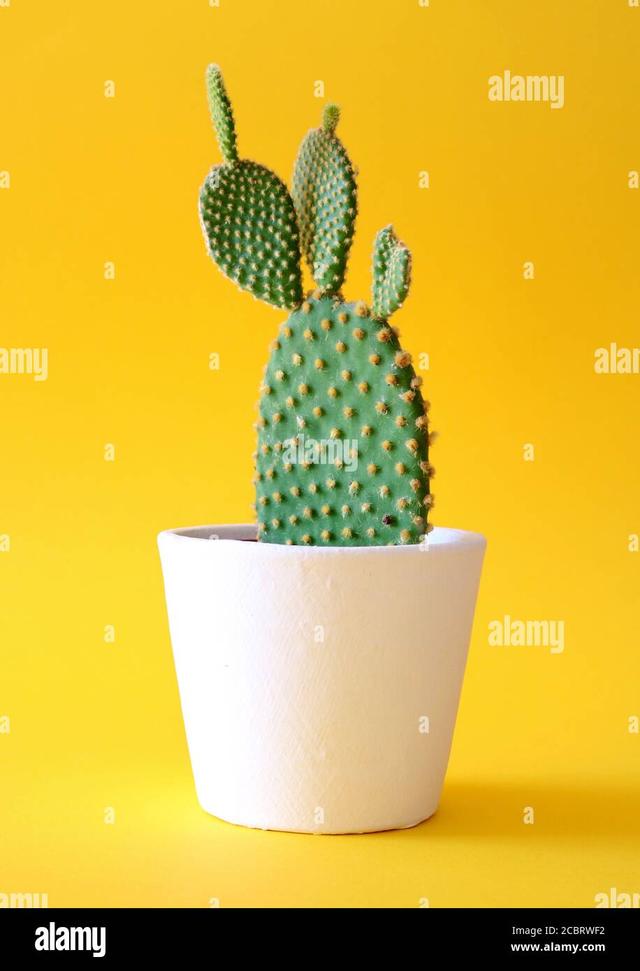 Bunny orecchie cactus in vaso fiore bianco isolato su sfondo giallo colorato. Foto Stock