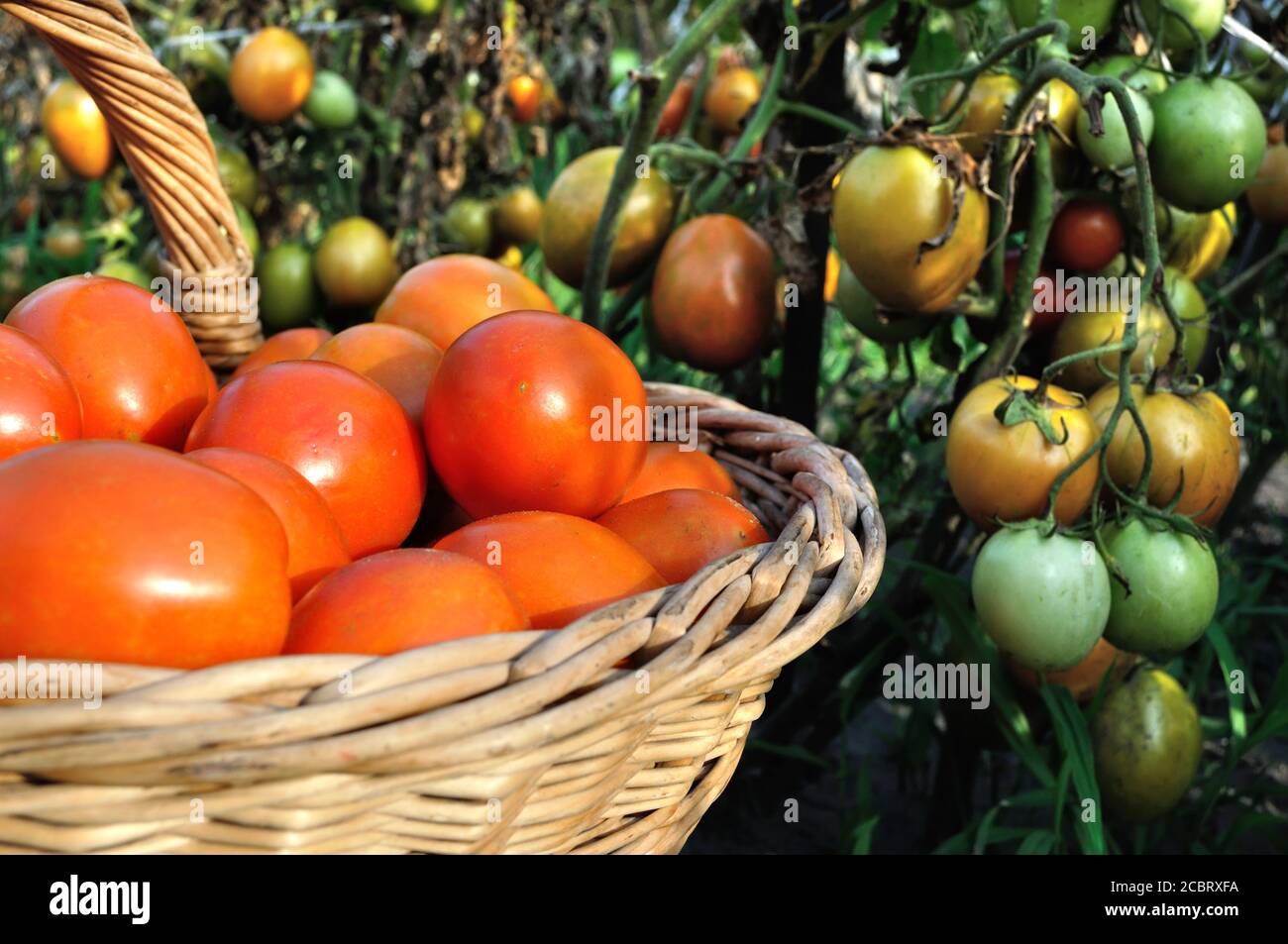 pomodori maturi biologici raccolti di fresco nel cesto durante la maturazione pomodori campo Foto Stock
