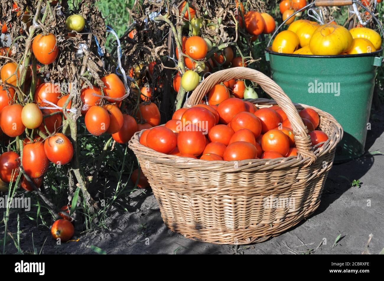 freschi raccolti diversi tipi di pomodori maturi organici nel orto Foto Stock