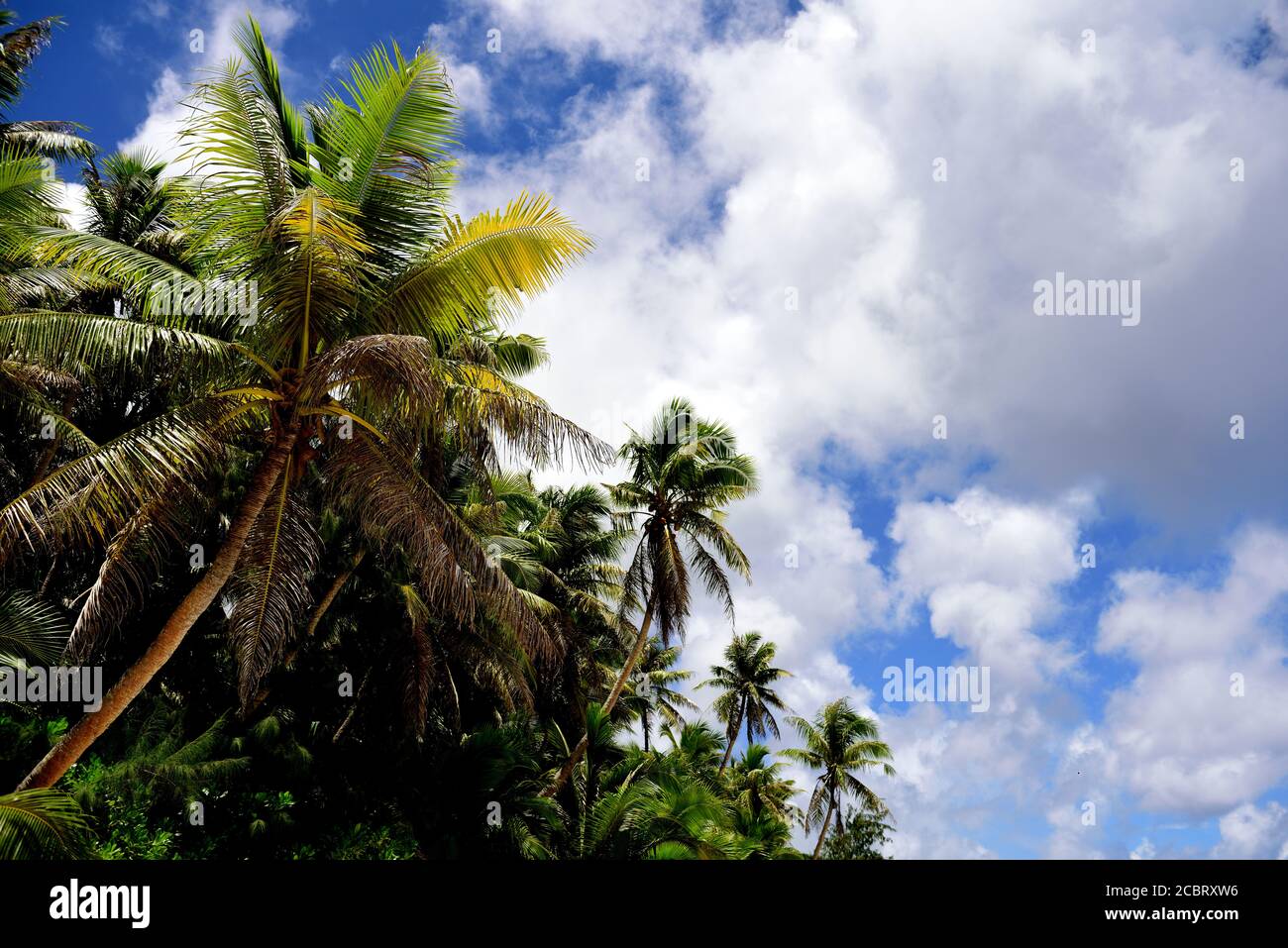 Folto boschetto di palme da cocco con cielo blu e nuvole nelle Isole Mariana, Micronesia Foto Stock