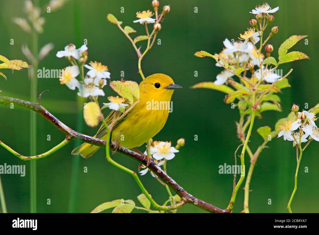 Un guerriera giallo, Setophaga petechia, uccello Foto Stock