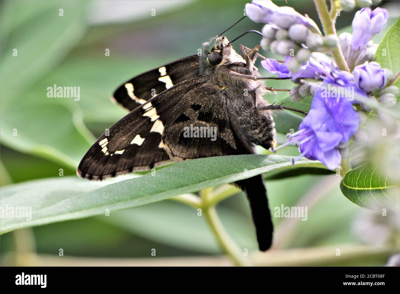 La lunga coda skipper farfalla su una bush glicine. Foto Stock