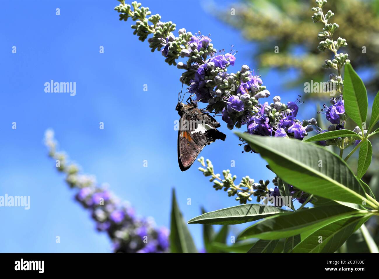 Una farfalla dello skipper macchiata d'argento su un cespuglio di glicine. Foto Stock