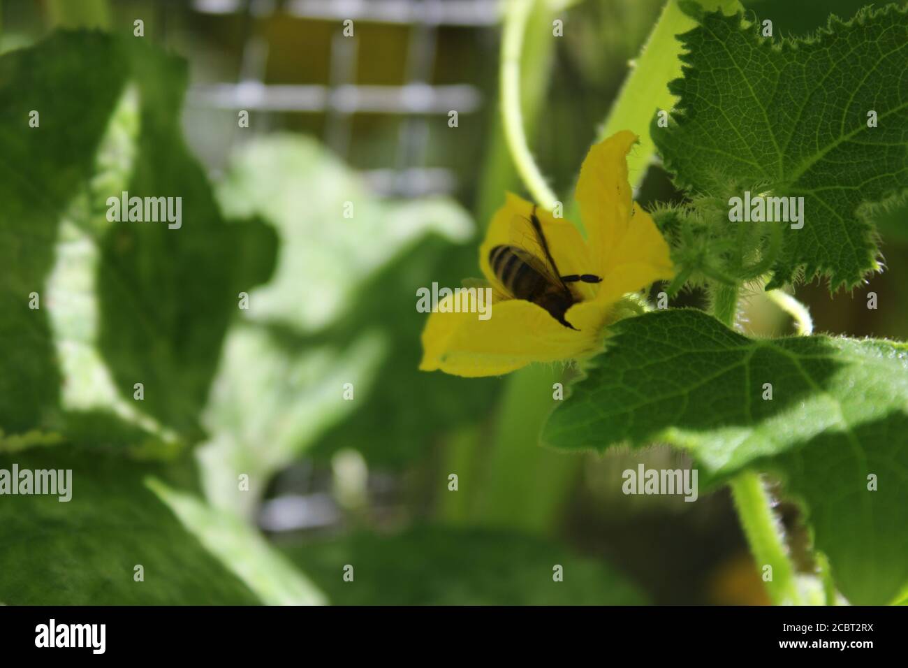 Un'ape che visita un fiore di cetriolo giallo nel giardino urbano del cortile di Chicago. Foto Stock