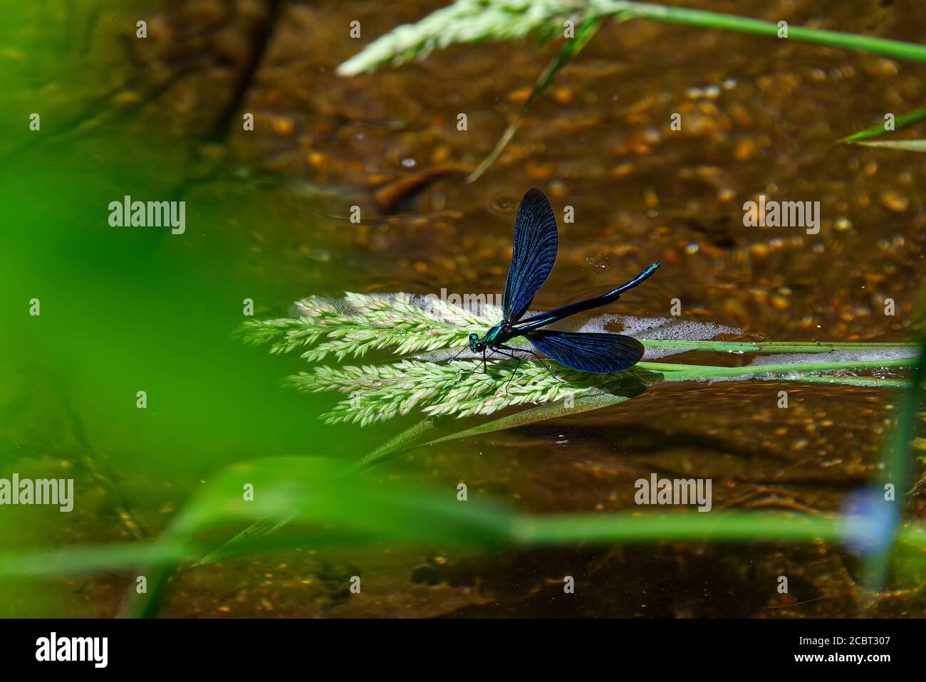 La libellula blu sbarcò sull'erba del fiume, foto ravvicinata di una libellula blu Foto Stock