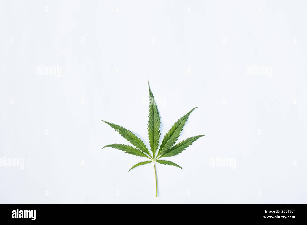 Sprig con foglie di giovane cannabis medica su uno sfondo bianco. Isolato Foto Stock