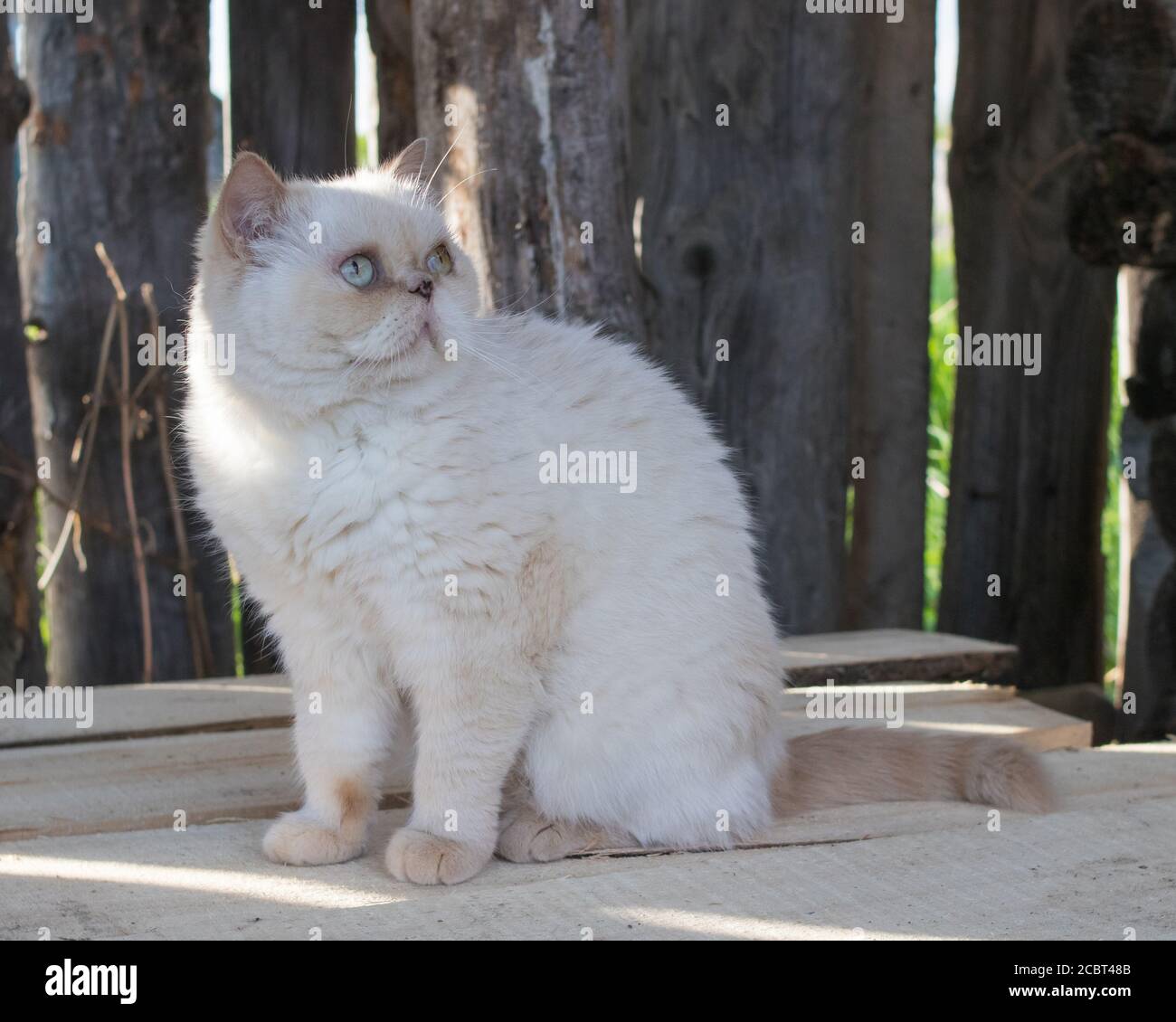 Ritratto di un gatto bianco carino con occhi luminosi su uno sfondo di un muro di vecchi tronchi. Razza Exot. Colore punto rosso. Foto Stock