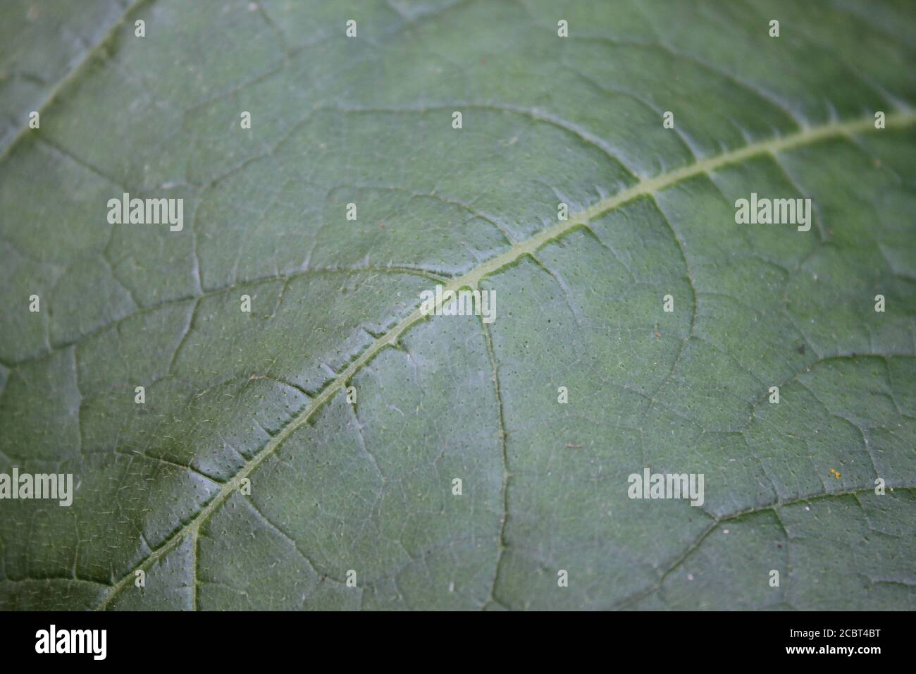 Cortile estate giardinaggio urbano di foglie di zucca foglia pianta come enorme verde fogliame. Foto Stock