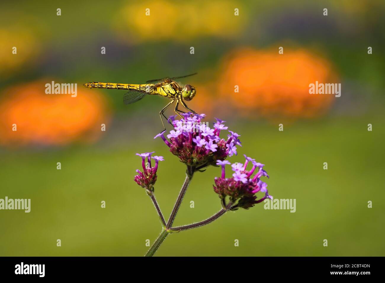 Il darter comune, una libellula, seduto su fiore viola che cresce in un giardino. Sfondo verde, arancione, blu e giallo sfocato. Foto Stock