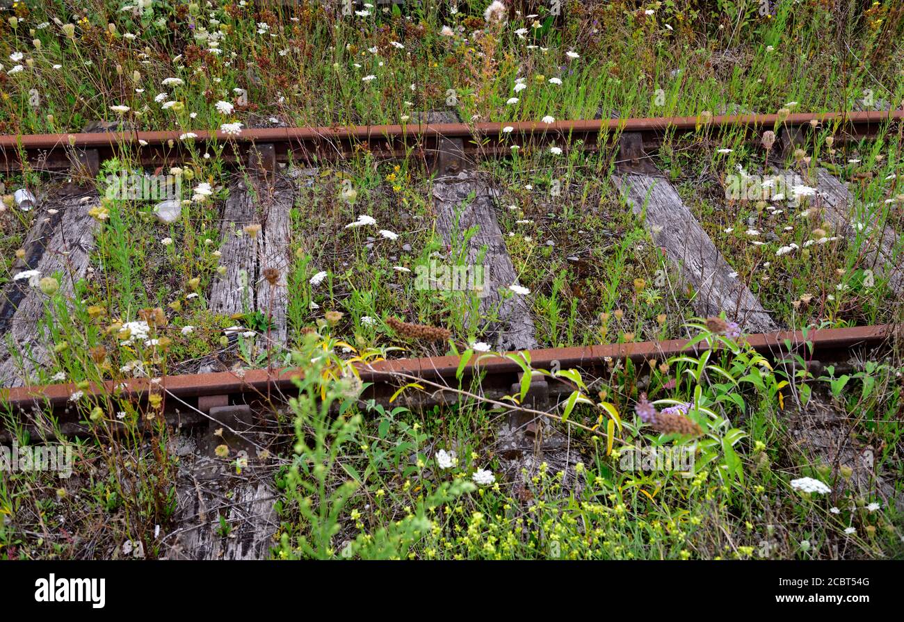 Vecchi binari ferroviari con erbacce Foto Stock