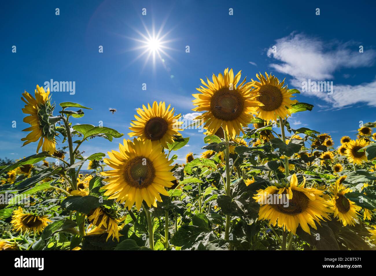 Il girasole fiorisce con le travi di sole sul cielo blu nel caldo estivo. Helianthus annuus. Scena artistica con alti fiori gialli illuminati dal sole e carina ape volante. Foto Stock