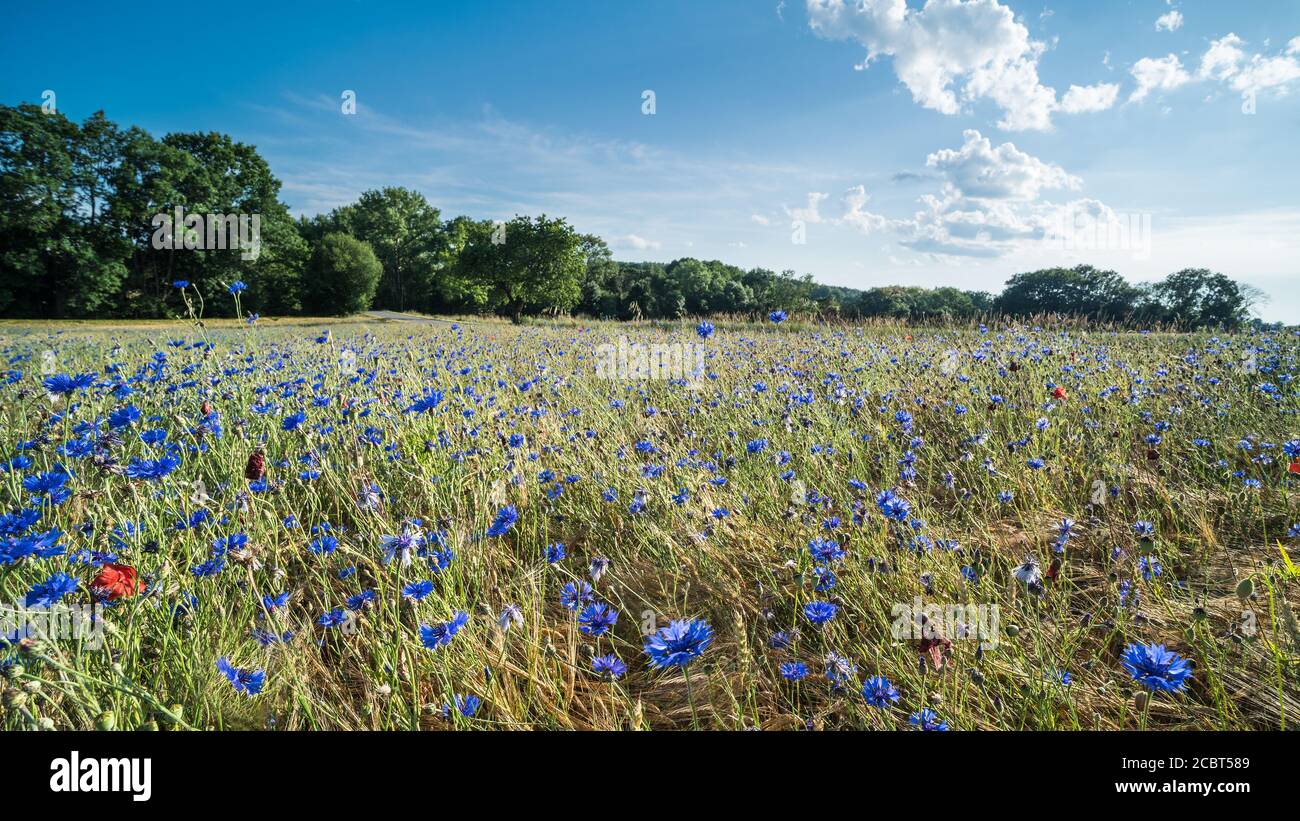 Paesaggio rurale e prato pieno di fiori di mais fioriti. Centaurea cyanus. Fiorire erbe e foresta sotto il cielo blu e le nuvole bianche nella natura panoramica. Foto Stock