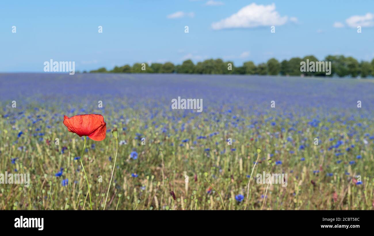 Rosso campo papavero fiore testa e molti fiori di mais blu in paesaggio rurale. Papaver rhoeas. Bella fioritura di rosa di mais in campo di mais pieno di erbacce invasive. Foto Stock