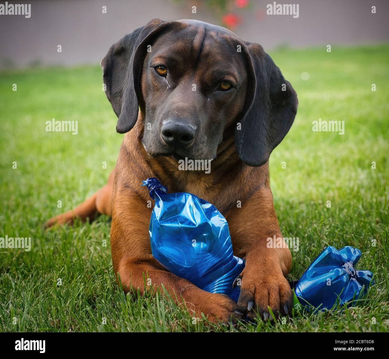 Disteso su erba verde con un giocattolo blu, mostra un ritratto calmo di animale domestico e un divertente momento di cane all'aperto. Foto Stock
