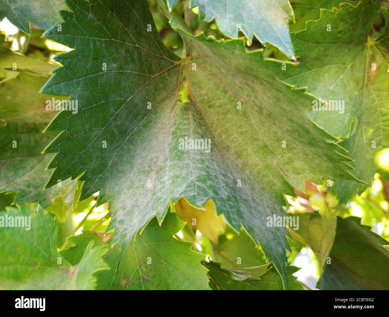 Placca malattia dell'uva sulle foglie Foto Stock