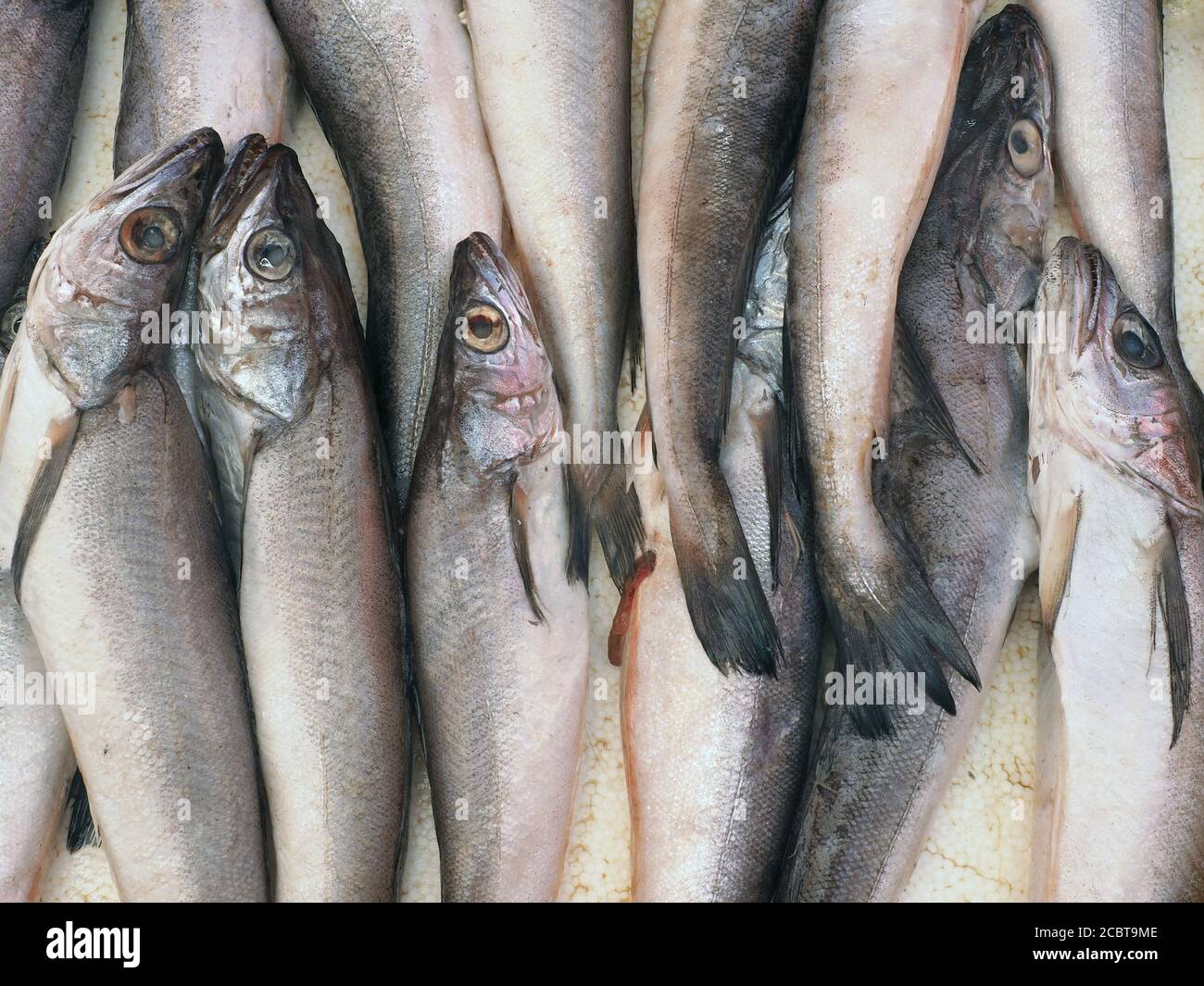 Pesce sgombro fresco al mercato del pesce, pesce tradizionale al mercato Foto Stock