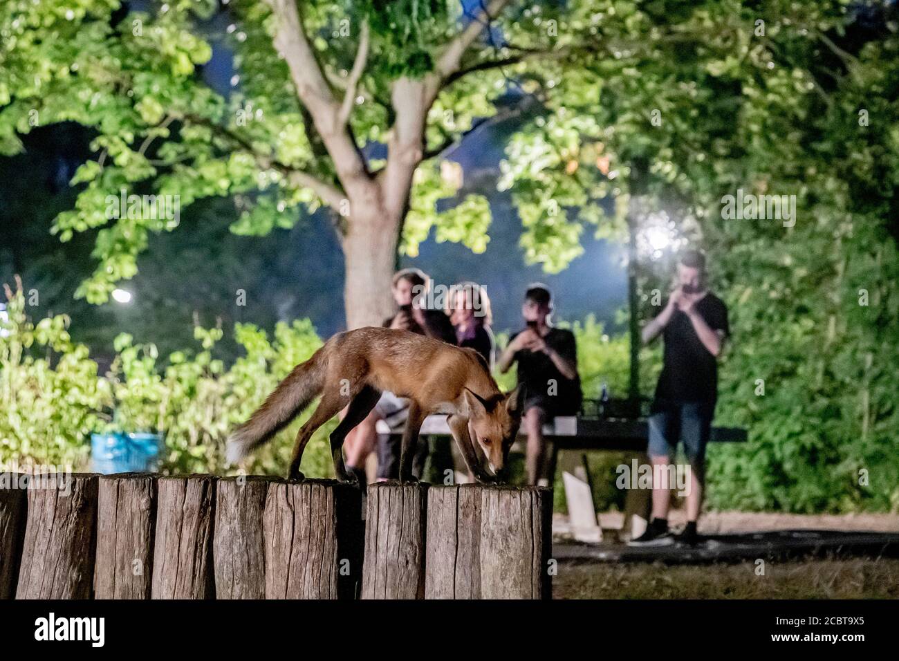 Berlino, Germania. 15 agosto 2020. Una volpe cammina di fronte ai giovani in serata su una recinzione in legno nel parco giochi Rudolf-Mosse-Platz a Berlino-Wilmersdorf. Credit: Christoph Soeder/dpa/Alamy Live News Foto Stock