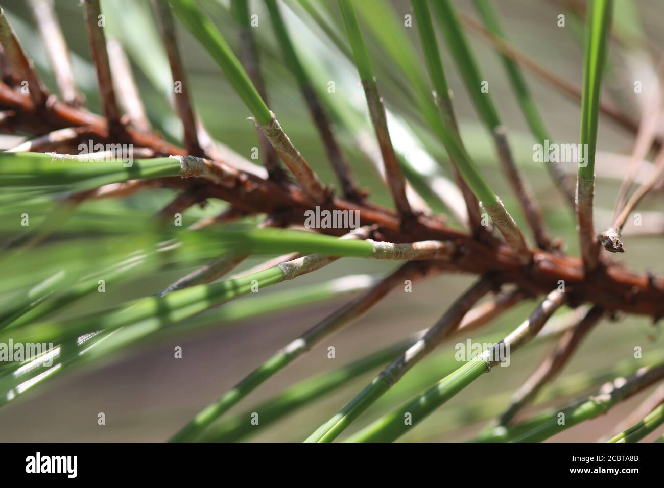 Pino foglia corta nativo in Carolina del Sud, Pinus echinata. Foto Stock