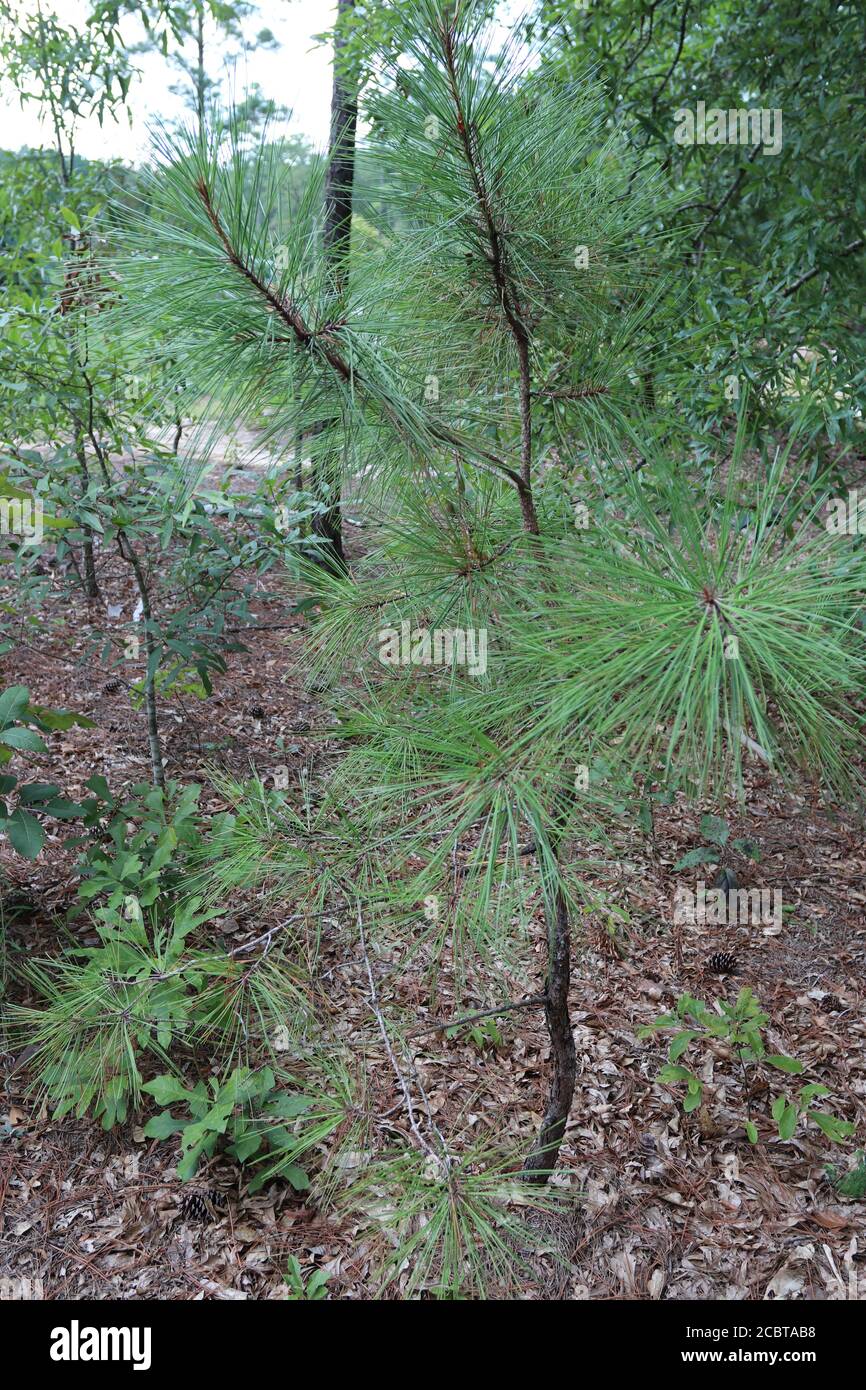 Pino ShortLeaf nativo in Carolina del Sud, Pinus echinata. Foto Stock