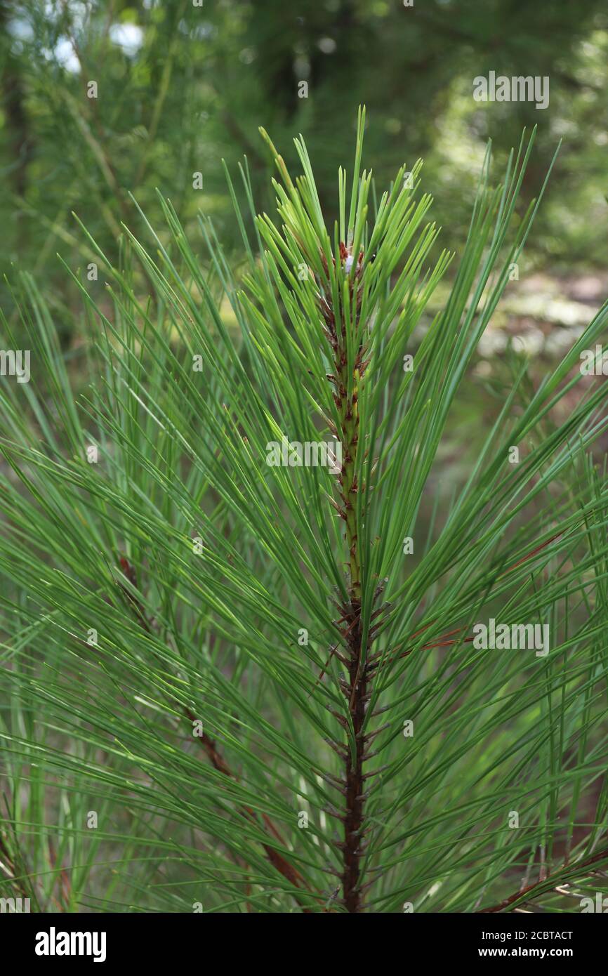 Pino foglia corta nativo in Carolina del Sud, Pinus echinata. Foto Stock