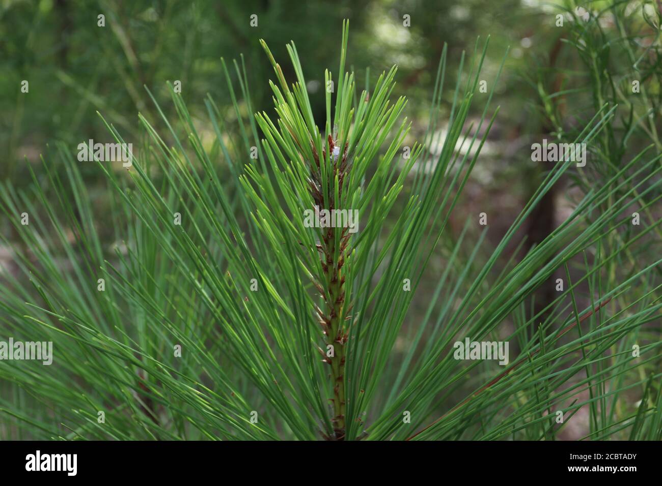 Pino foglia corta nativo in Carolina del Sud, Pinus echinata. Foto Stock