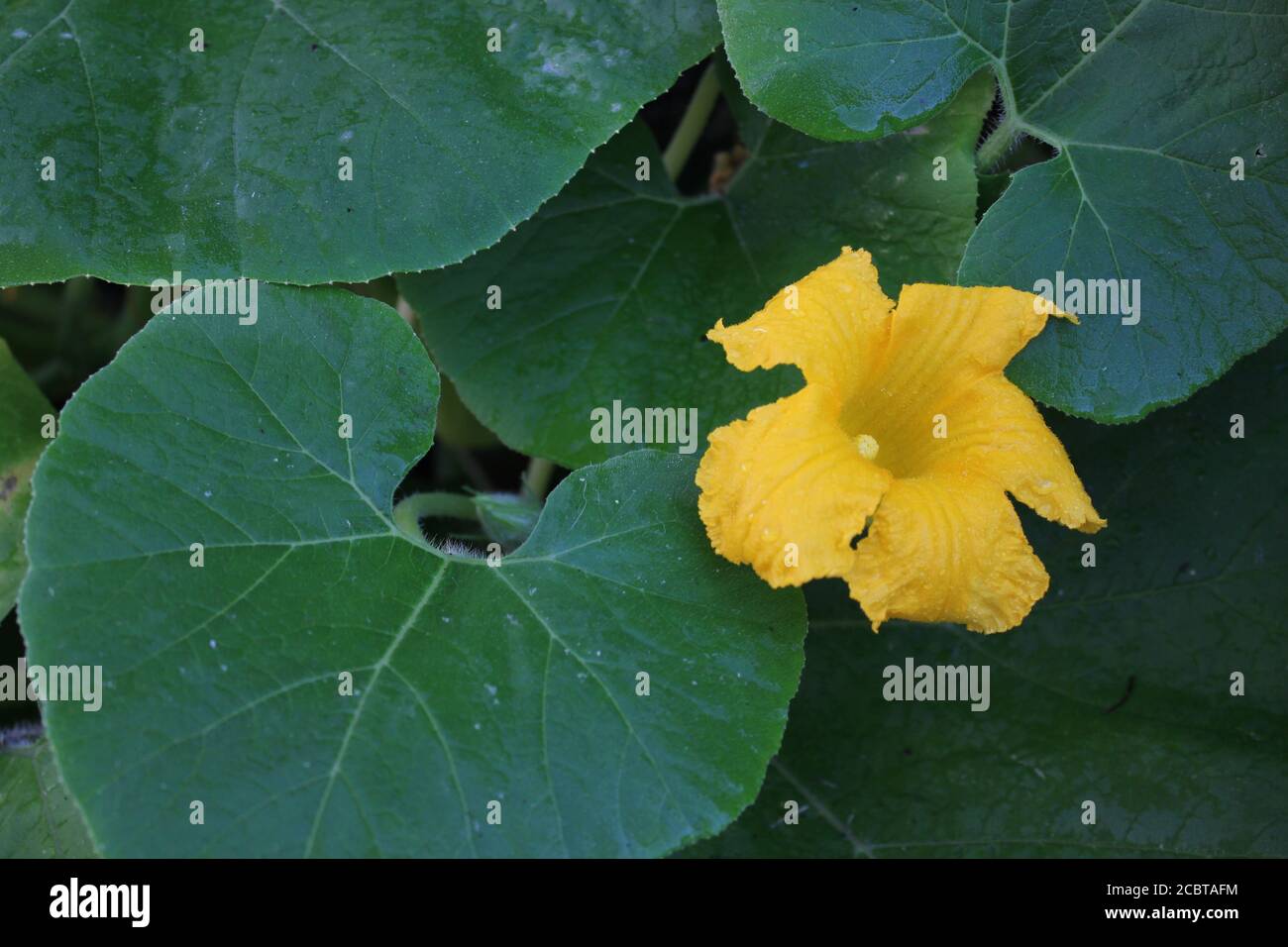 Giardinaggio urbano biologico cortile di un fiore arancione luminoso della pianta di squash coltivata da locavores nella città di Chicago. Foto Stock