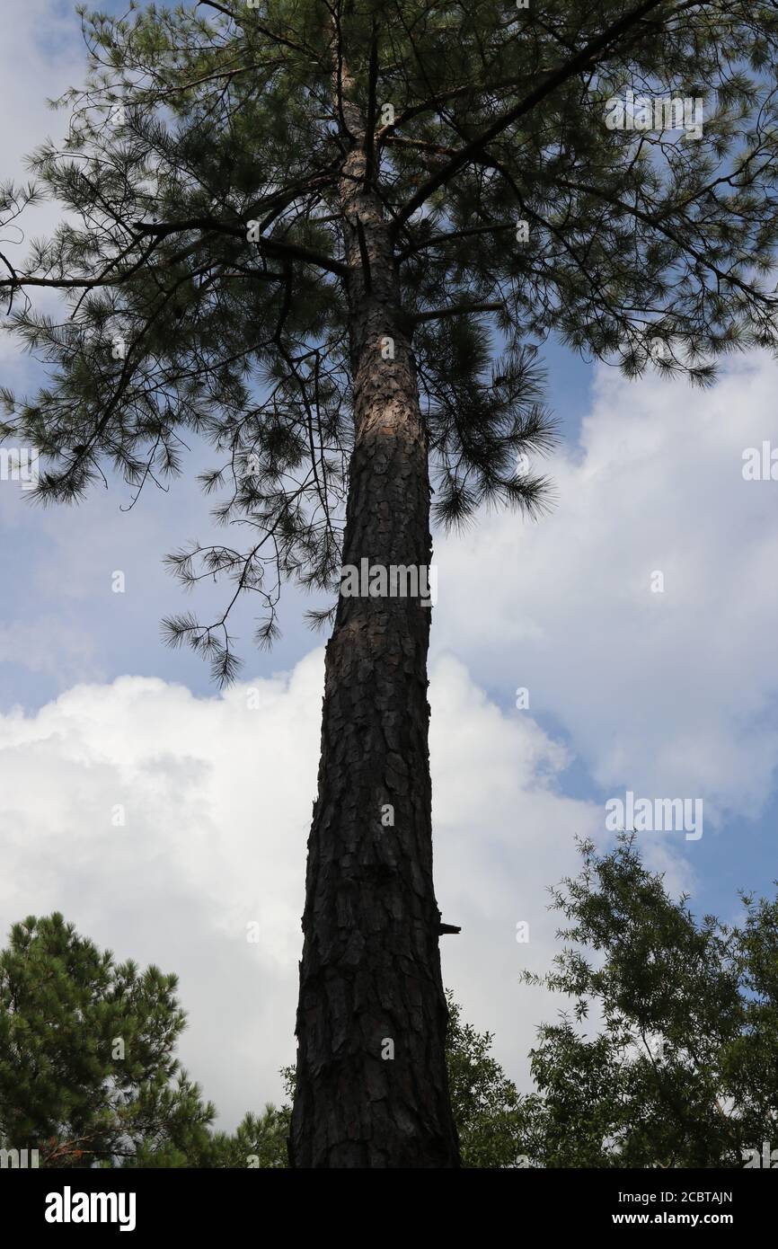 Pino foglia corto in Carolina del Sud, Pinus ethinata Foto Stock