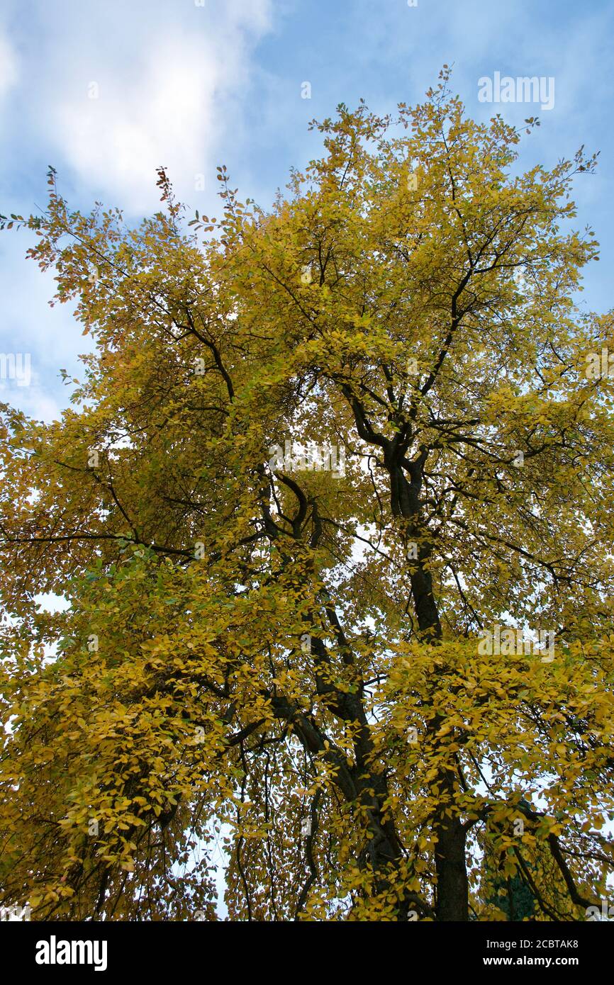 Foglie dorate e gialle su un albero durante l'autunno (caduta), guardando verso l'alto e contro un cielo blu con nuvole chiare Foto Stock