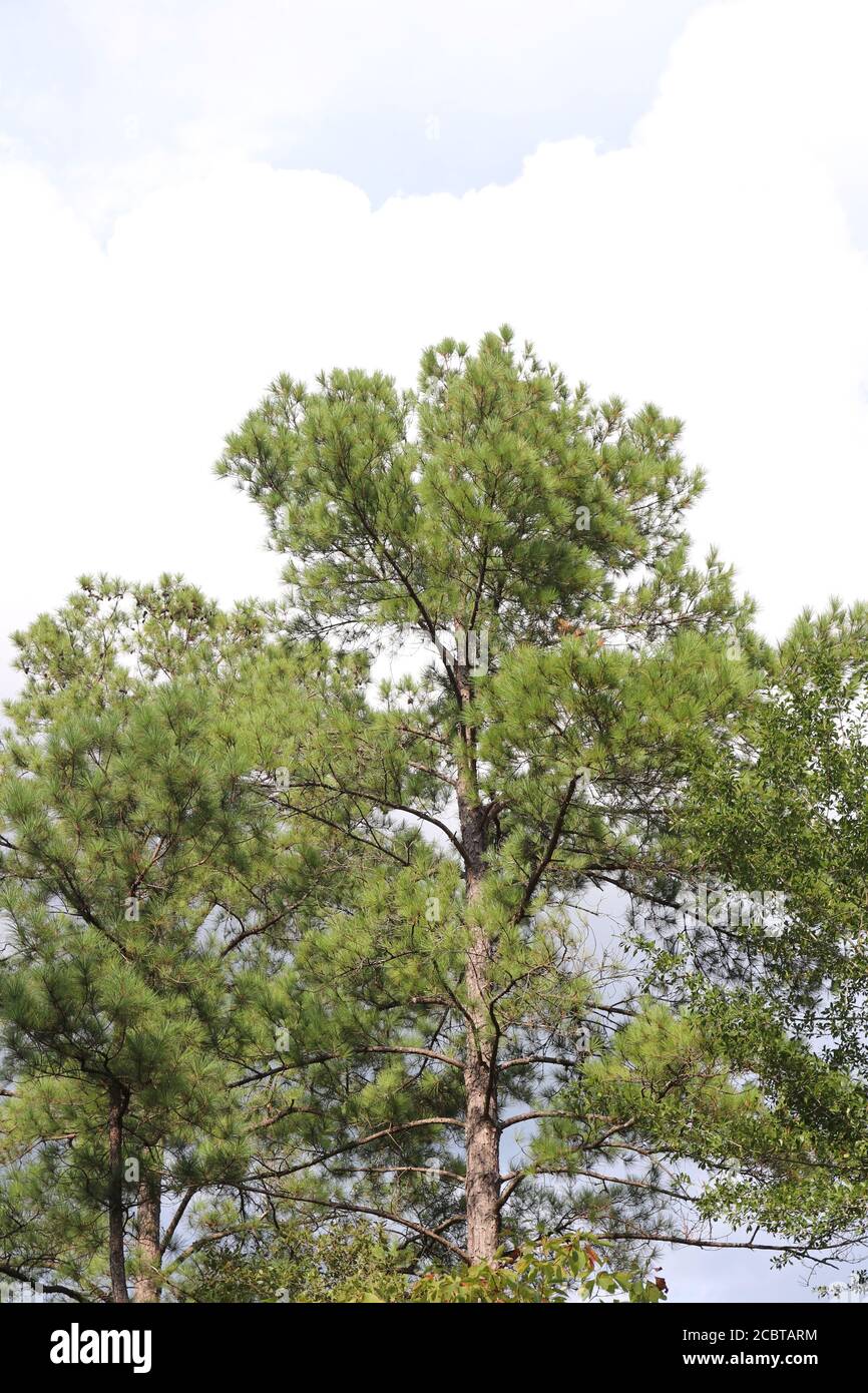 Pino foglia corto in Carolina del Sud, Pinus ethinata Foto Stock