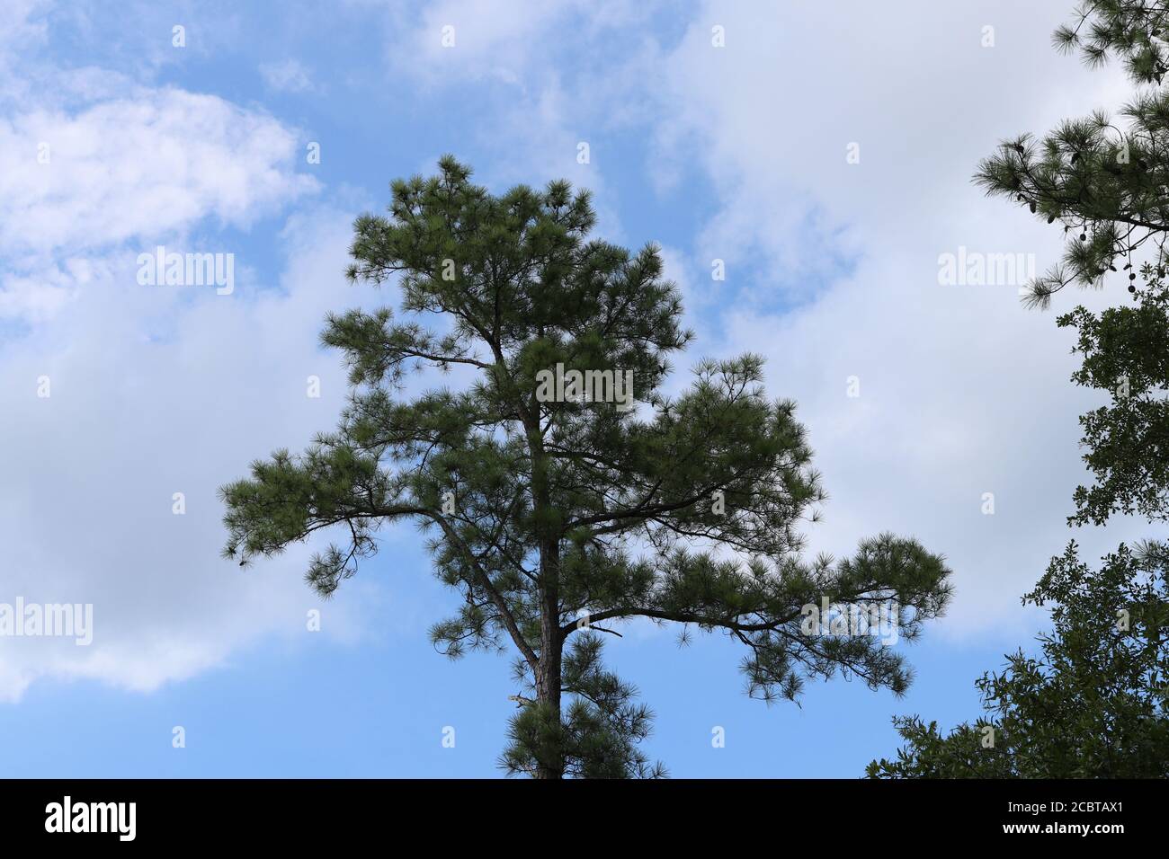 Pino foglia corto in Carolina del Sud, Pinus ethinata Foto Stock