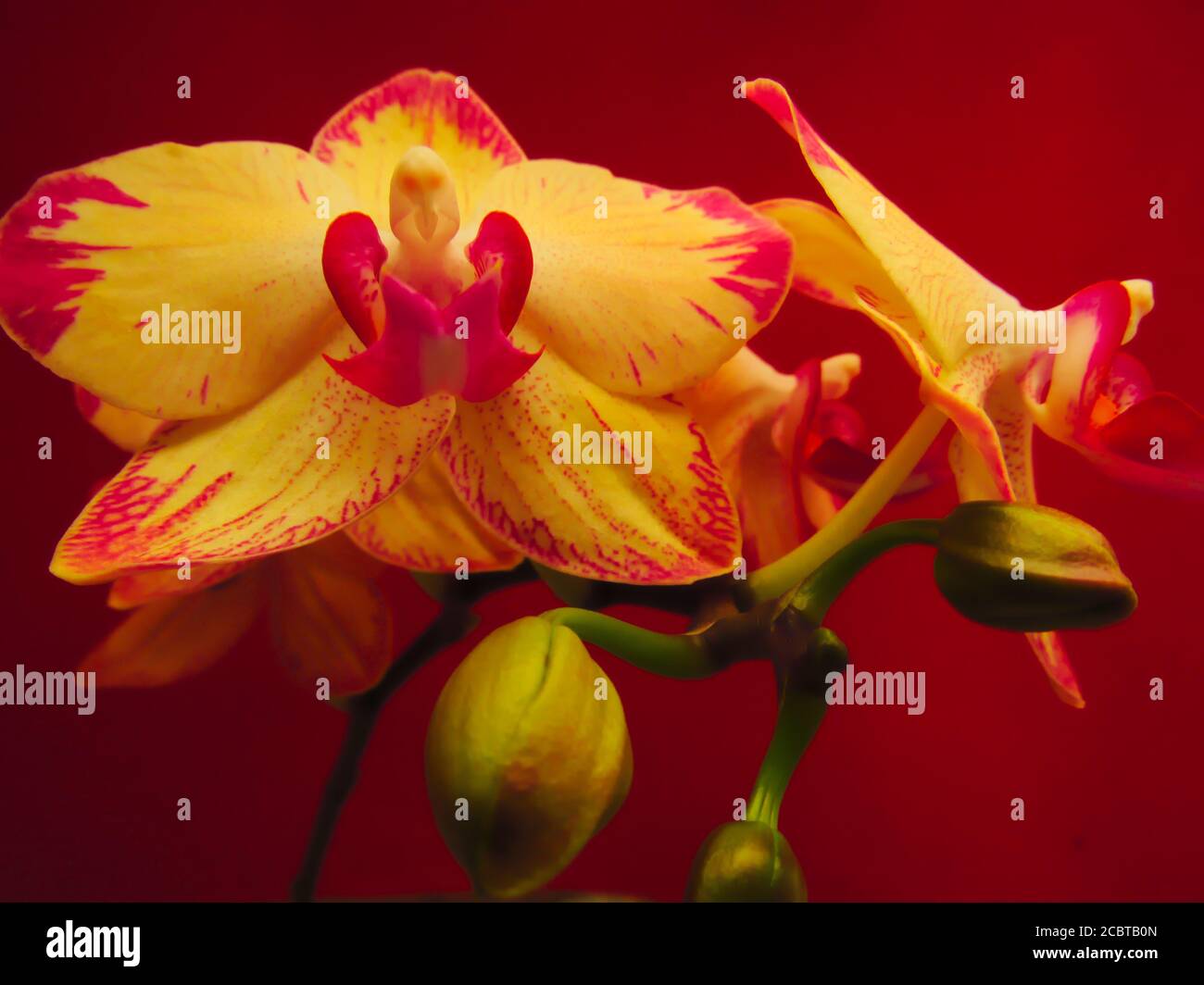 Bella fiori gialli Phalaenopsis orchidee, isolati su sfondo rosso Foto Stock