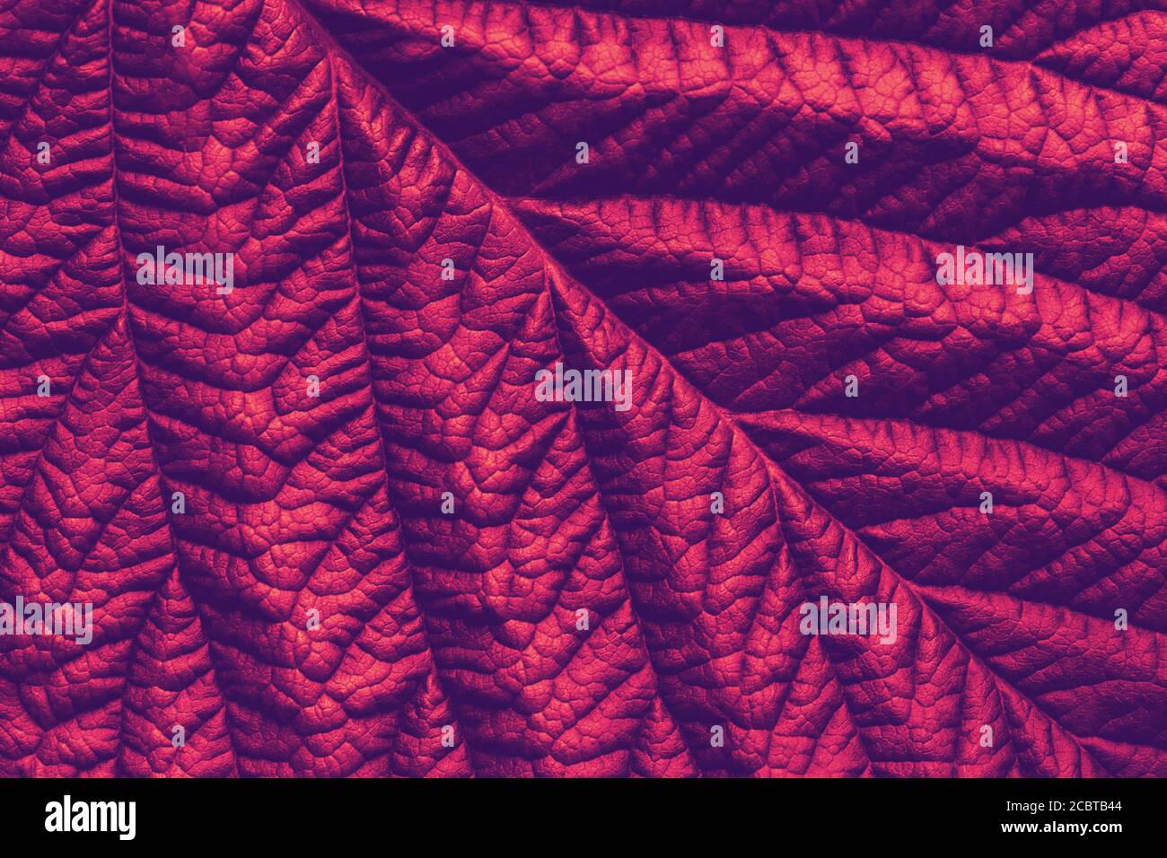 Ricco maroon macro foglia texture, astratto sfondo floreale Foto Stock
