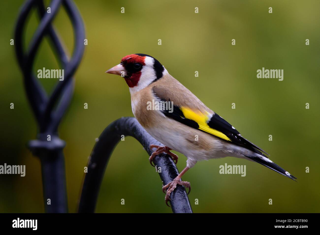 Goldfinch appollaiato su Bird Feeder guardando a sinistra con Bokeh sfondo Foto Stock