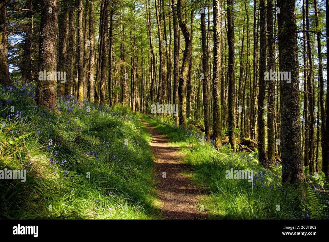 Woodland Walk in Pine Forest con Bluebells Foto Stock