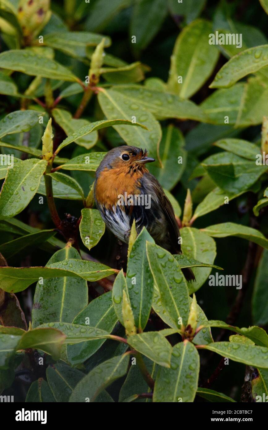 Il giovane Robin arroccato su Rododendron Bush Foto Stock